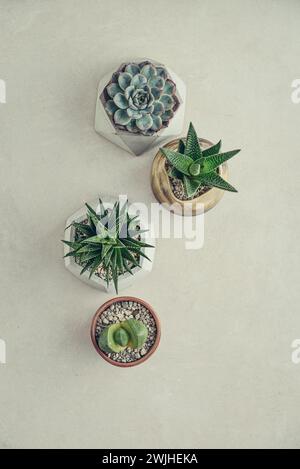 Haworthia, Lithops, Echeveria, Aloe. Piante d'appartamento (succulente) in vasi su sfondo chiaro, vista dall'alto Foto Stock