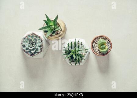 Haworthia, Lithops, Echeveria, Aloe. Piante d'appartamento (succulente) in vasi su sfondo chiaro, vista dall'alto Foto Stock