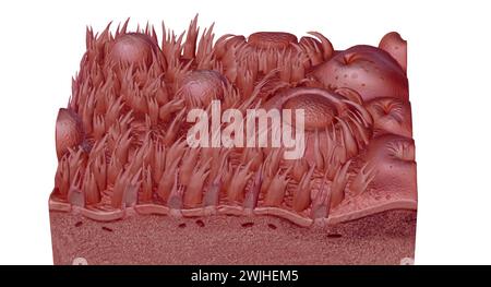 Sezione trasversale della lingua umana che mostra i diversi ps anatomici. Rendering 3D. Foto Stock