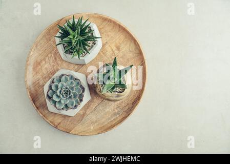 Haworthia, Echeveria, Aloe. Piante d'appartamento (succulente) in vasi su sfondo chiaro, vista dall'alto Foto Stock