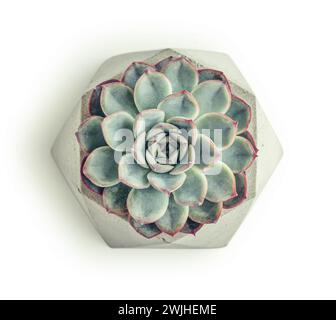 Echeveria, pianta di casa (succulenta) in vaso isolata su sfondo bianco, vista dall'alto. Tracciato di ritaglio incluso. Foto Stock