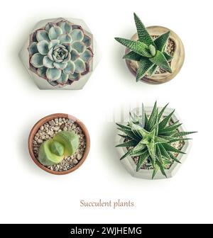 Haworthia, Lithops, Echeveria, Aloe. Piante d'appartamento (succulente) in vasi isolati su sfondo bianco, vista dall'alto Foto Stock