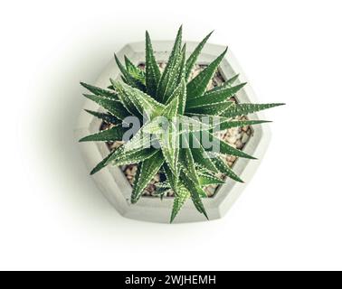 Pianta di casa Haworthia (succulenta) in vaso isolata su sfondo bianco, vista dall'alto. Tracciato di ritaglio incluso. Foto Stock