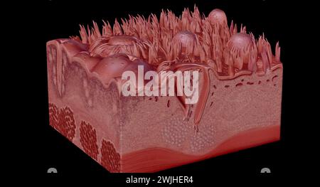 Sezione trasversale della lingua umana che mostra i diversi ps anatomici. Rendering 3D. Foto Stock