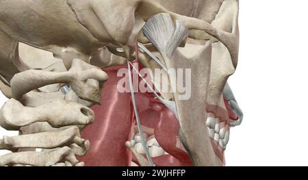 I tubi di Eustachio collegano le orecchie centrali alla parte posteriore della gola. Aiutano a drenare il liquido e a bilanciare la pressione dell'aria all'interno delle orecchie. Rendering 3D. Foto Stock