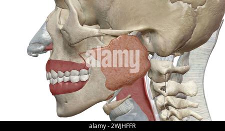 I tubi di Eustachio collegano le orecchie centrali alla parte posteriore della gola. Aiutano a drenare il liquido e a bilanciare la pressione dell'aria all'interno delle orecchie. Rendering 3D. Foto Stock