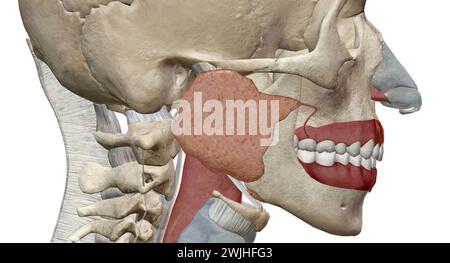 I tubi di Eustachio collegano le orecchie centrali alla parte posteriore della gola. Aiutano a drenare il liquido e a bilanciare la pressione dell'aria all'interno delle orecchie. Rendering 3D. Foto Stock