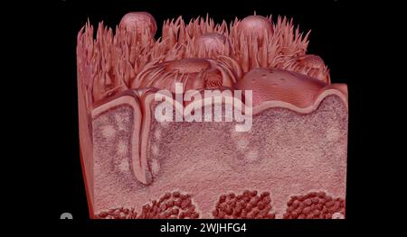 Sezione trasversale della lingua umana che mostra i diversi ps anatomici. Rendering 3D. Foto Stock