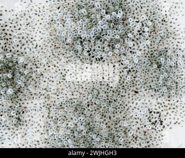 Semi germinati in acqua umida. Ingredienti alimentari sani. Foto Stock