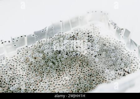 Semi germinati in acqua umida. Ingredienti alimentari sani. Foto Stock