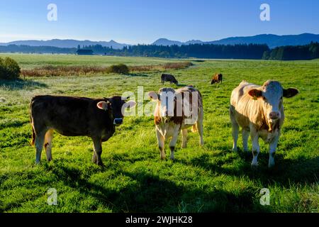 Mucche curiose, nel Kirchsee Filzen, Kirchseemoor, vicino a Sachsenkam, Toelzer Land, ai piedi delle Alpi, alta Baviera, Baviera, Germania Foto Stock