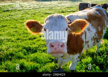 Mucche curiose, nel Kirchsee Filzen, Kirchseemoor, vicino a Sachsenkam, Toelzer Land, ai piedi delle Alpi, alta Baviera, Baviera, Germania Foto Stock