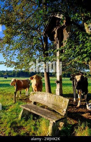 Banco di riposo con mucche curiose, nella Kirchsee Filzen, Kirchseemoor, vicino a Sachsenkam, Toelzer Land, colline alpine, alta Baviera, Baviera Foto Stock