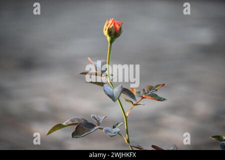 primo piano di gemme di fiori di rosa arancione su sfondo sfocato Foto Stock