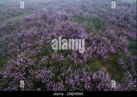 Broom common heather (Calluna vulgaris) in fiore, Lueneburg Heath, bassa Sassonia, Germania Foto Stock