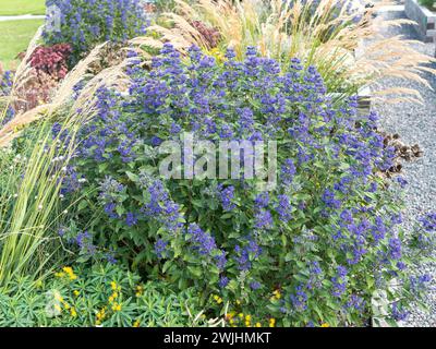 Fiore della barba (Caryopteris x clandonensis GRAND BLEU) Foto Stock