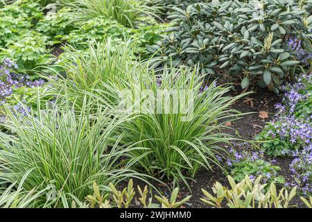 (Carex morrowii "Ice Dance") Foto Stock