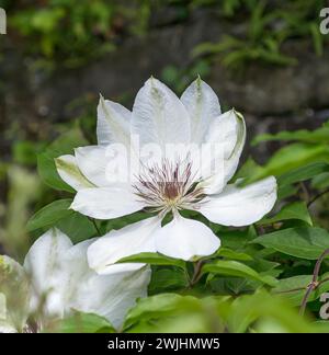 Clematis (Clematis "Miss Bateman") Foto Stock