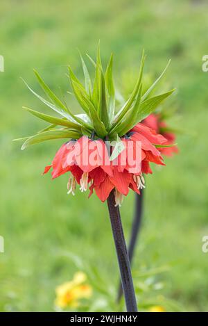 Corona imperiale (Fritillaria imperialis "Rubra") Foto Stock