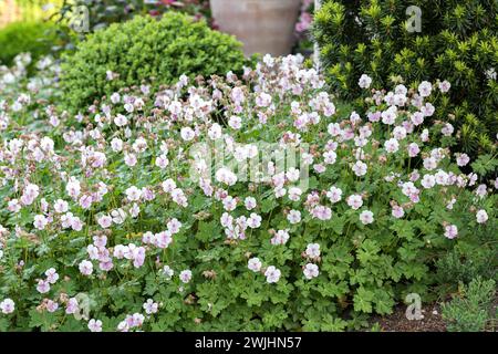 Cranesbill (Geranium x cantabrigiense "Biokovo") Foto Stock