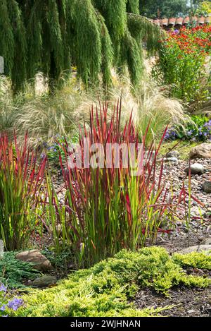 Giapponese di erba di sangue (Imperata cylindrica 'Barone Rosso') Foto Stock