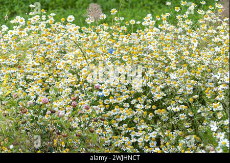 Camomilla blu (Matricaria chamomilla) Foto Stock