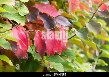 Il persiano ironwood (Parrotia persica) Foto Stock