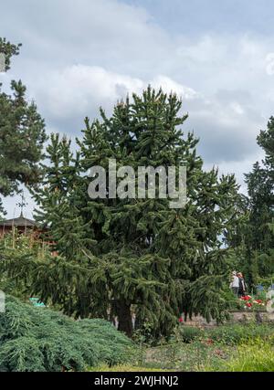 Pinus aristata (Pinus aristata) Foto Stock