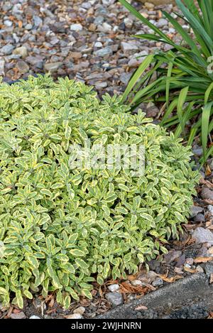 Salvia officinalis "Icterina" Foto Stock