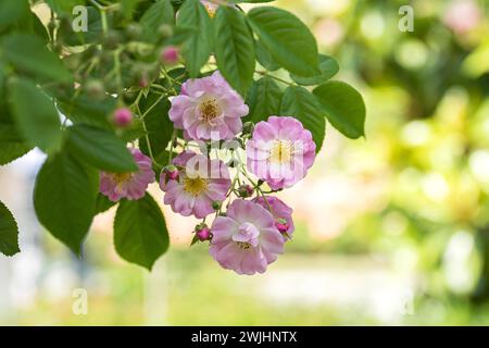 Rosa Rambler (Rosa "Apple Blossom") Foto Stock