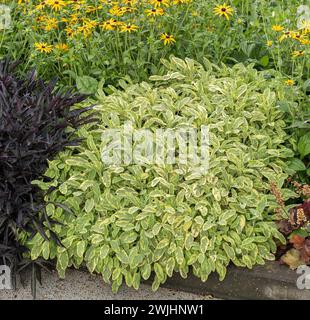 Salvia officinalis "Icterina" Foto Stock