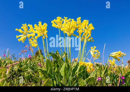 Palude fiorita (Primula veris) su un prato contro un cielo blu in una giornata di sole primaverili Foto Stock