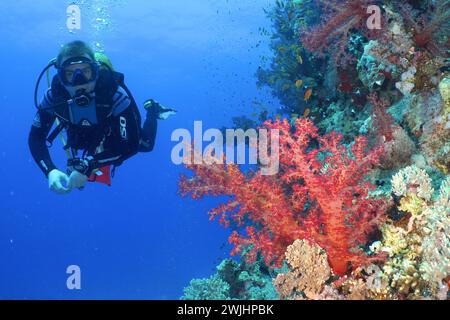 Tuffati osservando i coralli degli alberi di Klunzinger (Dendronephthya klunzingeri), il sito di immersione Erg Monica, Mangrove Bay, El Quesir, Mar Rosso, Egitto Foto Stock