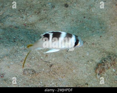 Orata giovanile (Monotaxis grandoculis) sito di immersione House Reef, Mangrove Bay, El Quesir, Mar Rosso, Egitto Foto Stock