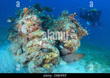 Tuffati guardando il blocco di coralli con morena gigante (Gymnothorax javanicus), il sito di immersione House Reef, Mangrove Bay, El Quesir, Mar Rosso, Egitto Foto Stock