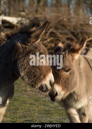 due simpatici asini in miniatura con volti o teste insieme amici di comunicazione animale e insieme valentine adorano gli asini con le orecchie lunghe Foto Stock