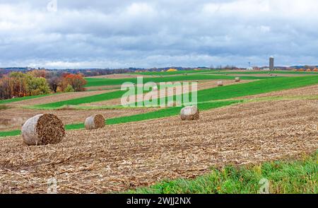 Balle di fieno in dolci colline circondate da nastri di erba medica. Gli alberi autunnali colorati e i silos delle fattorie fanno da sfondo. Foto Stock