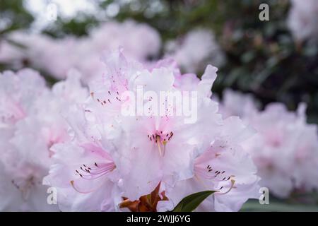 Bellissimi fiori di rododendro rosa molto pallido in primavera, da vicino Foto Stock