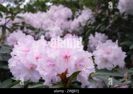 Bellissimi fiori di rododendro rosa molto pallido in primavera, da vicino Foto Stock
