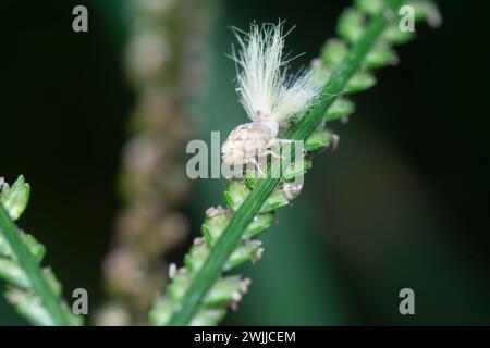 Foto ravvicinata della ninfa planthopper Flatid bianca Foto Stock