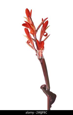 fioritura della pianta di canna, nota anche come cannas o giglio di canna originaria delle regioni tropicali e subtropicali, fioritura di piante ornamentali di colore rosso vivace Foto Stock