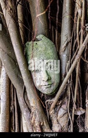 Testa di pietra - maschera di un umano nei rami di un albero Foto Stock