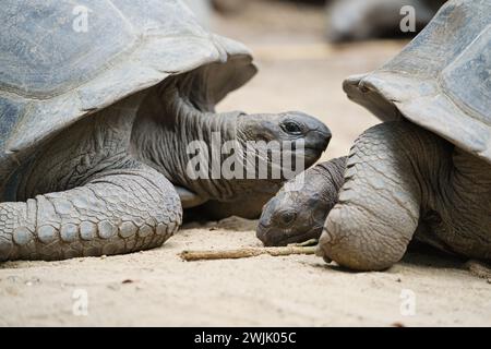 Primo piano di Aldabra gigante di terra di 2 tartarughe giace nel terreno all'interno del giardino botanico, Mahe, Seychelles Foto Stock