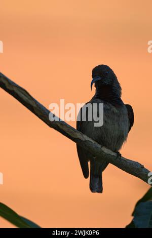 Seychelles single sunbird con sfondo color oro, Mahe Seychelles Foto Stock