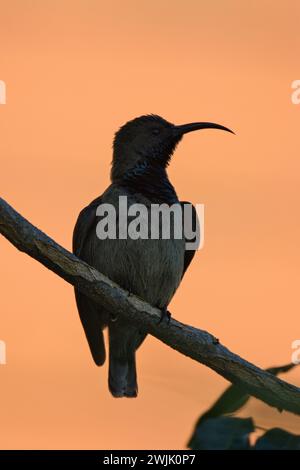 Seychelles single sunbird con sfondo color oro, Mahe Seychelles Foto Stock