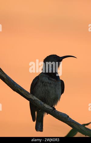 Seychelles single sunbird con sfondo color oro, Mahe Seychelles Foto Stock