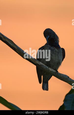 Seychelles single sunbird con sfondo color oro, Mahe Seychelles Foto Stock