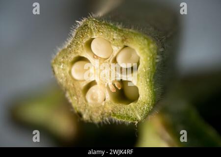 Immergiti nell'enigmatico mondo della natura con questa macro immagine. Il soggetto verde sfocato, immerso in uno sfondo sereno, invita a curiosit Foto Stock