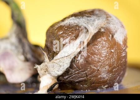 Entra nella galleria senza script della natura con questa immagine macro. Gli intricati dettagli di un frutto in decomposizione, catturati in questa foto, rivelano un fascino in Foto Stock