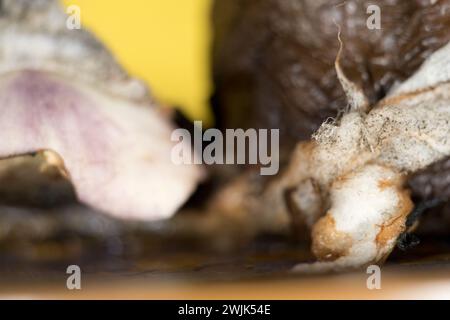 Scopri la bellezza nascosta del decadimento in questo primo piano di oggetti biologici che si sta abbattendo. L'immagine raffigura perfettamente le sfumature complesse e il tessuto Foto Stock